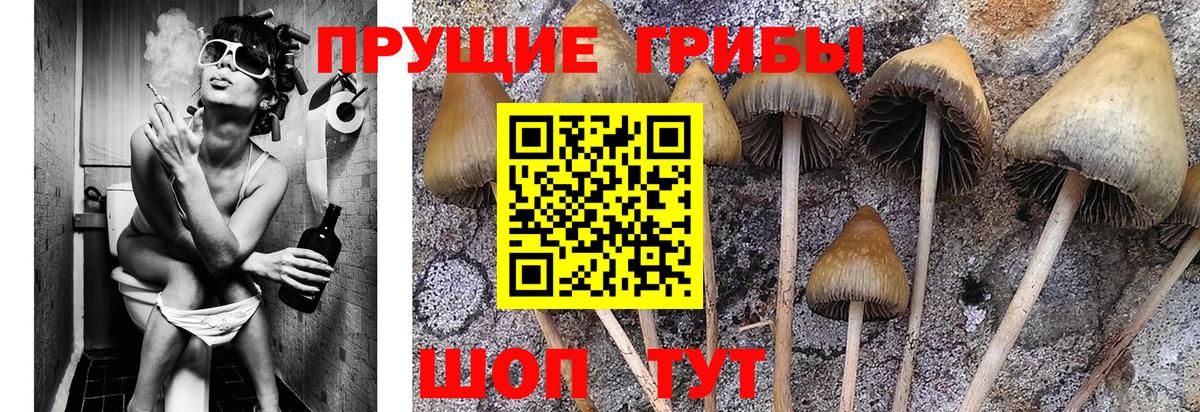 Галлюциногенные грибы MAGIC MUSHROOMS  Вход с VPN  Реутов 